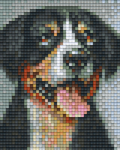 801450 Pixelhobby Klassik Set Schweizer Sennenhund