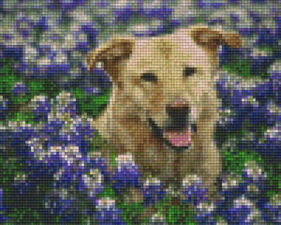 Pixelhobby Set Hund zwischen Blumen | Bastelshop Farbklecks